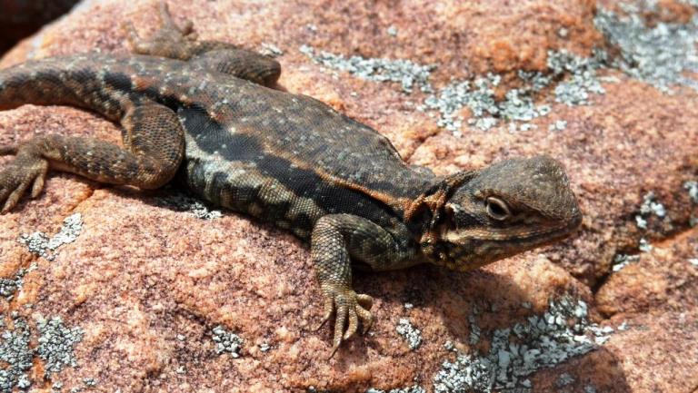 Gecko